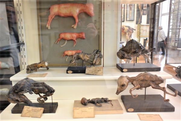  Musée Fragonard, musée Ecole Vétérinaire, Maisons-Alfort, visites, blog culture, écorchés