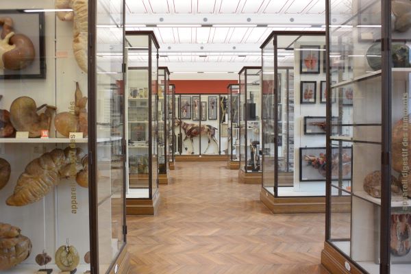  Musée Fragonard, musée Ecole Vétérinaire, Maisons-Alfort, visites, blog culture, écorchés